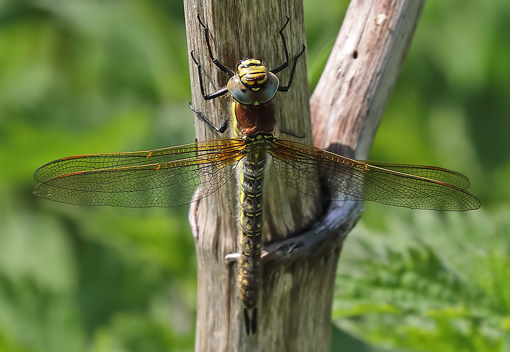 hairy dragonfly